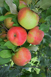 Honeycrisp Apple (Malus 'Honeycrisp') at English Gardens