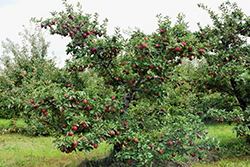 Red Delicious Apple (Malus 'Red Delicious') at English Gardens