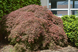 Red Select Japanese Maple (Acer palmatum 'Red Select') at English Gardens