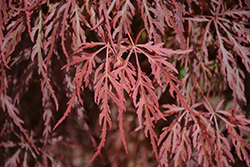 Red Select Japanese Maple (Acer palmatum 'Red Select') at English Gardens