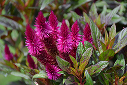 Intenz Dark Purple Celosia (Celosia 'Spitenz Dark') at English Gardens