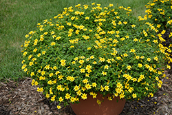 Beedance Yellow Bidens (Bidens 'Beedance Yellow') at English Gardens