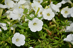Supertunia White Charm Petunia (Petunia 'Supertunia White Charm') at English Gardens