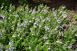 Angelface Wedgewood Blue Angelonia (Angelonia angustifolia 'Angelface Wedgewood Blue') at English Gardens