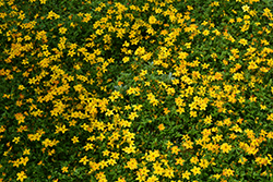 Beedance Red Stripe Bidens (Bidens 'Beedance Red Stripe') at English Gardens