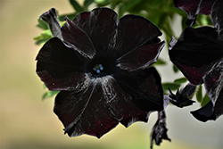 Crazytunia Black Mamba Petunia (Petunia 'Crazytunia Black Mamba') at English Gardens