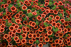 Superbells Tangerine Punch Calibrachoa (Calibrachoa 'BBCAL82201') at English Gardens