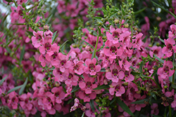 Angelface Cascade Pink Angelonia (Angelonia angustifolia 'ANCASPI') at English Gardens