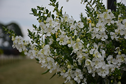 Angelface Cascade White Angelonia (Angelonia angustifolia 'ANCASWHI') at English Gardens