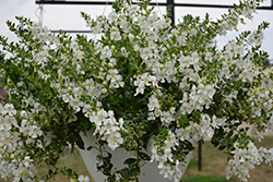 Angelface Cascade White Angelonia (Angelonia angustifolia 'ANCASWHI') at English Gardens