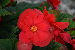 Nonstop Red Begonia (Begonia 'Nonstop Red') at English Gardens