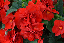 Nonstop Deep Red Begonia (Begonia 'Nonstop Deep Red') at English Gardens