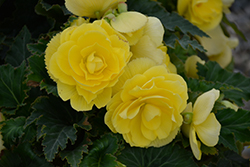 Nonstop Joy Yellow Begonia (Begonia 'Nonstop Joy Yellow') at English Gardens