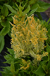 Kelos Fire Yellow Celosia (Celosia plumosa 'Kelos Fire Yellow') at English Gardens