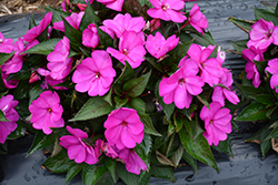 SunPatiens Compact Purple New Guinea Impatiens (Impatiens 'SAKIMP037') at English Gardens