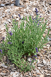 Sentivia Early Blue Lavender (Lavandula angustifolia 'Sentivia Early Blue') at English Gardens