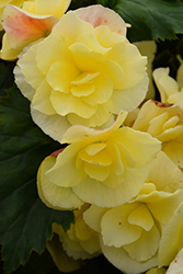 Solenia Yellow Begonia (Begonia x hiemalis 'Solenia Yellow') at English Gardens
