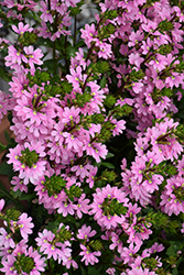 Whirlwind Pink Fan Flower (Scaevola aemula 'Whirlwind Pink') at English Gardens