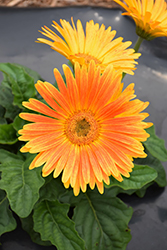 Majorette Sunset Orange Gerbera Daisy (Gerbera 'Majorette Sunset Orange') at English Gardens
