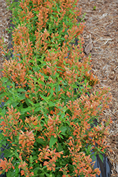 Poquito Orange Hyssop (Agastache 'TNAGAPO') at English Gardens