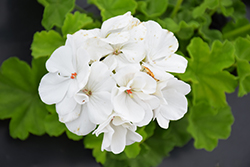 Calliope Medium White Geranium (Pelargonium 'Calliope Medium White') at English Gardens