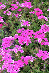 Superbena Pink Shades Verbena (Verbena 'USBENAL20') at English Gardens
