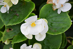 Bada Bing White Begonia (Begonia 'Bada Bing White') at English Gardens