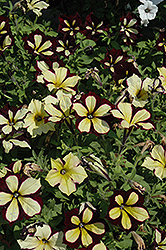 Crazytunia Star Jubilee Petunia (Petunia 'Crazytunia Star Jubilee') at English Gardens