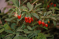 Big Lifeberry Goji Berry (Lycium barbarum 'SMNDBL') at English Gardens