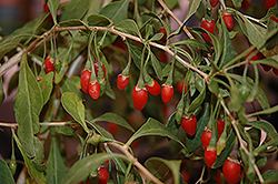Sweet Lifeberry Goji Berry (Lycium barbarum 'SMNDSL') at English Gardens