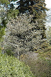 Allegheny Serviceberry (Amelanchier laevis) at English Gardens