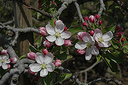 Goldrush Apple (Malus 'Goldrush') at English Gardens