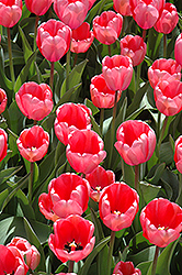 Pink Impression Tulip (Tulipa 'Pink Impression') at English Gardens