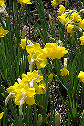 Quail Daffodil (Narcissus 'Quail') at English Gardens