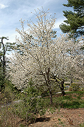 Mt. Fuji Flowering Cherry (Prunus serrulata 'Mt. Fuji') at English Gardens