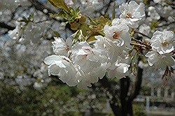 Mt. Fuji Flowering Cherry (Prunus serrulata 'Mt. Fuji') at English Gardens