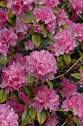 Olga Mezitt Rhododendron (Rhododendron 'Olga Mezitt') at English Gardens
