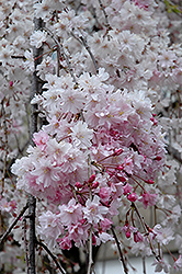Double Pink Weeping Higan Cherry (Prunus subhirtella 'Pendula Plena Rosea') at English Gardens