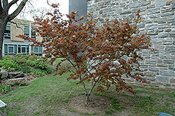 Iijima Sunago Japanese Maple (Acer palmatum 'Iijima Sunago') at English Gardens