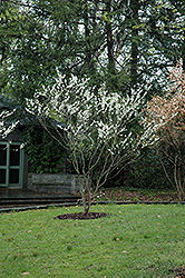 White Redbud (Cercis canadensis 'Alba') at English Gardens