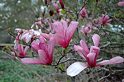 Galaxy Magnolia (Magnolia 'Galaxy') at English Gardens