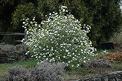 Koreanspice Viburnum (Viburnum carlesii) at English Gardens