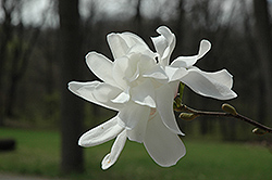 Spring Welcome Magnolia (Magnolia x loebneri 'Ruth') at English Gardens