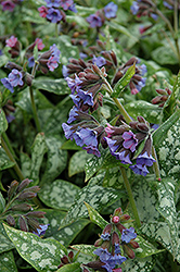 High Contrast Lungwort (Pulmonaria 'High Contrast') at English Gardens