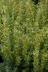 Fairview Yew (Taxus x media 'Fairview') at English Gardens