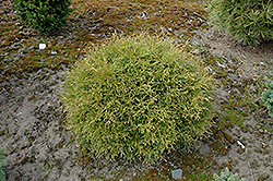 Linesville Arborvitae (Thuja occidentalis 'Linesville') at English Gardens