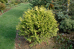 Golden Globe Arborvitae (Thuja occidentalis 'Golden Globe') at English Gardens