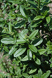 California Privet (Ligustrum ovalifolium) at English Gardens