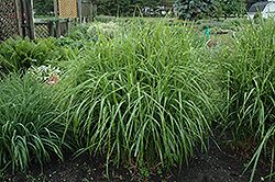 Porcupine Grass (Miscanthus sinensis 'Strictus') at English Gardens