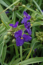 Zwanenburg Blue Spiderwort (Tradescantia x andersoniana 'Zwanenburg Blue') at English Gardens